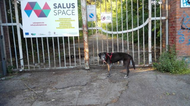 cane davanti a Villa Salus